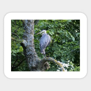 The Blue Heron Sticker